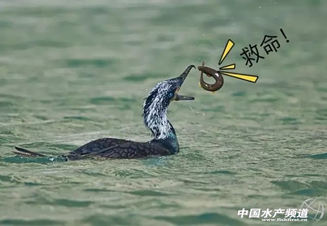 杭州萧山55岁大叔8万元泥鳅苗预计有66万收入!