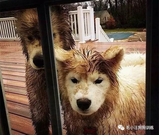 附近的宠物店太多怎么办,被全国的宠物店拉黑的狗