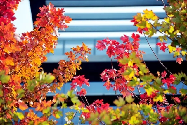 又是一年辅修季，嘘，天财学子已沉迷学习，请勿打搅