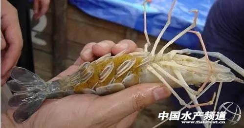 虾类有几千种，你又认识几种？