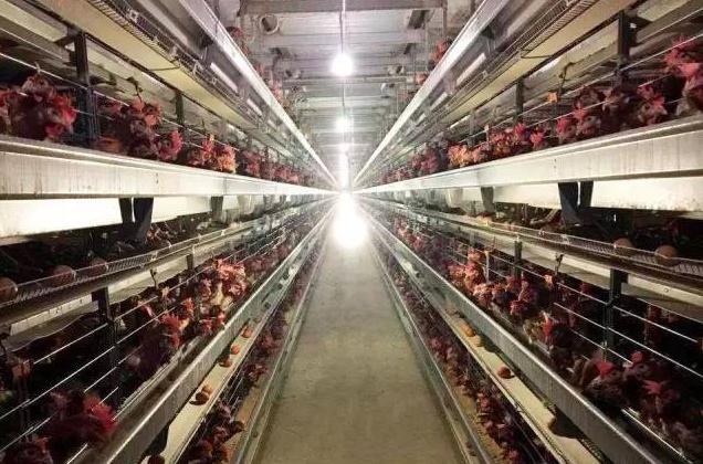 如何分析应对鸡民朋友咨询蛋鸡养殖过程中问题及细节思考