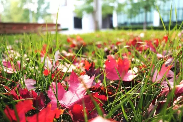 又是一年辅修季，嘘，天财学子已沉迷学习，请勿打搅