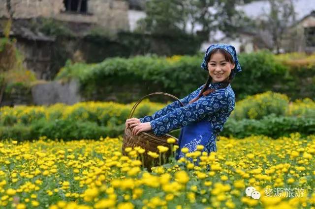 第二届婺源皇菊文化节,婺源茶文化系列活动