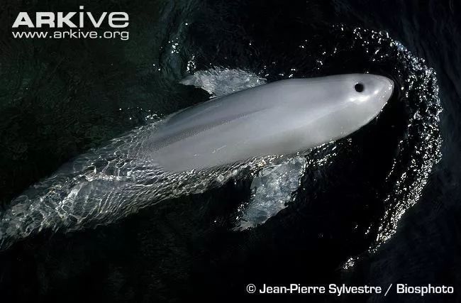 古人画的小动物,绿水青山里面的动物