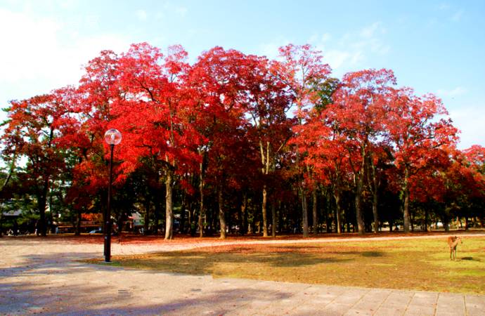最高级的红色是什么,最高级最不过时的红色是哪一种