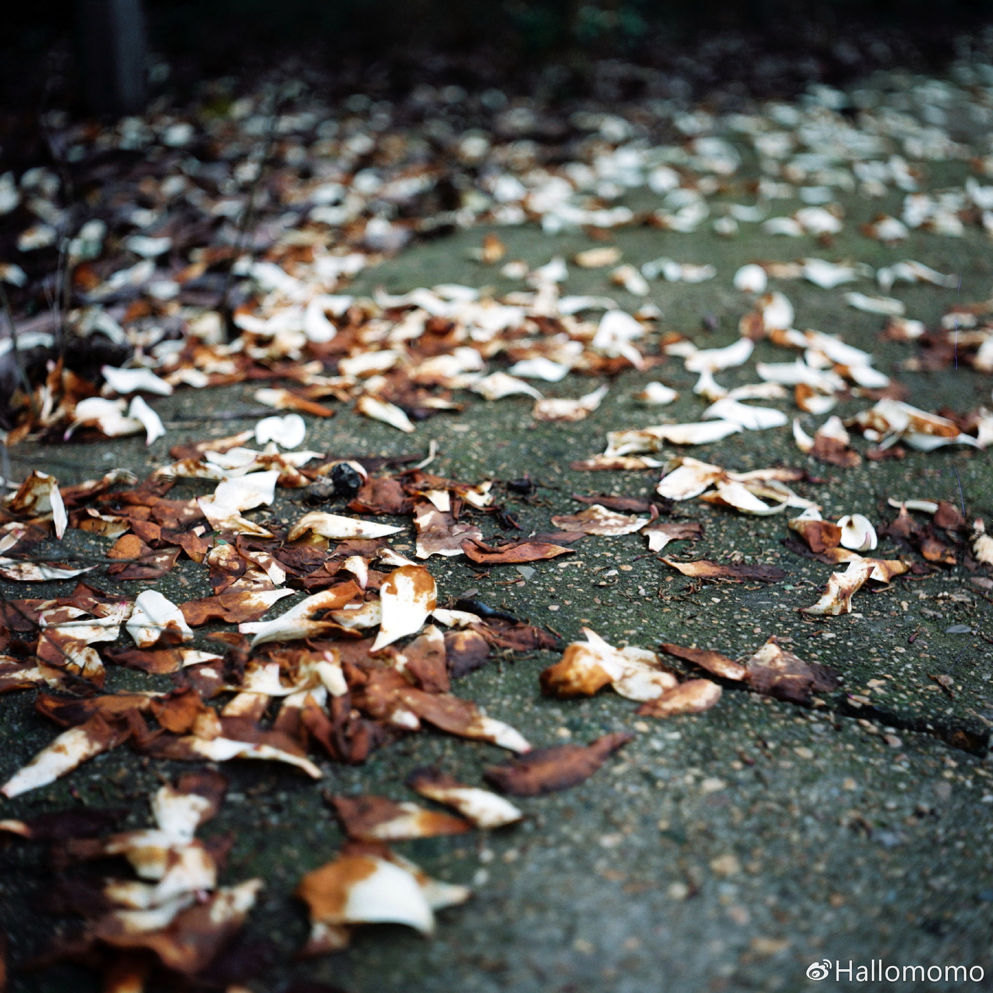 中画幅胶片机推荐,有哪些值得买的胶片机