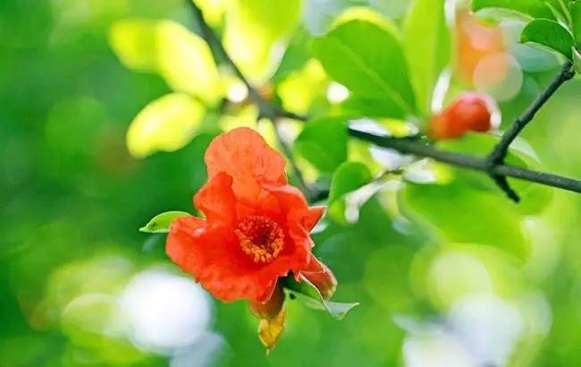 软籽石榴云南丽江,丽江的软籽石榴