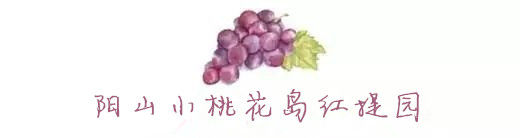 十月采摘水果,红提采摘节