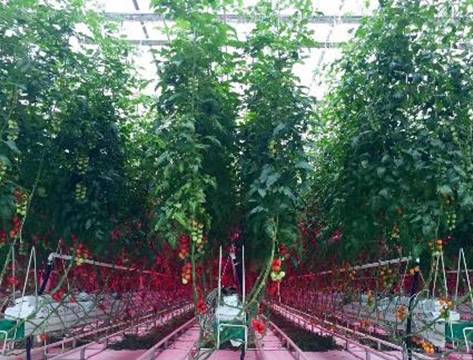 「明微电子·关注」飞利浦照明为朗亿成现代温室提供大规模植物LED补光方案