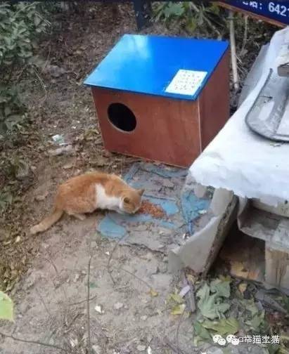 2017温暖继续！感谢CATS慈善基金连续五年为流浪猫提供温暖冬屋！