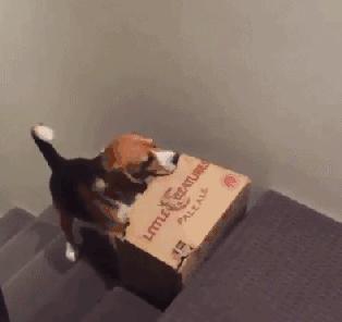 网购时商家送了个小面膜,没想这么小,给猫试了下,结果……