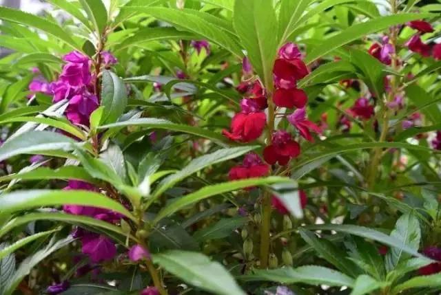 做蔻丹指甲的步骤,指甲纯色蔻丹