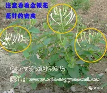 一文读懂：巧辩金银花的真伪与优劣