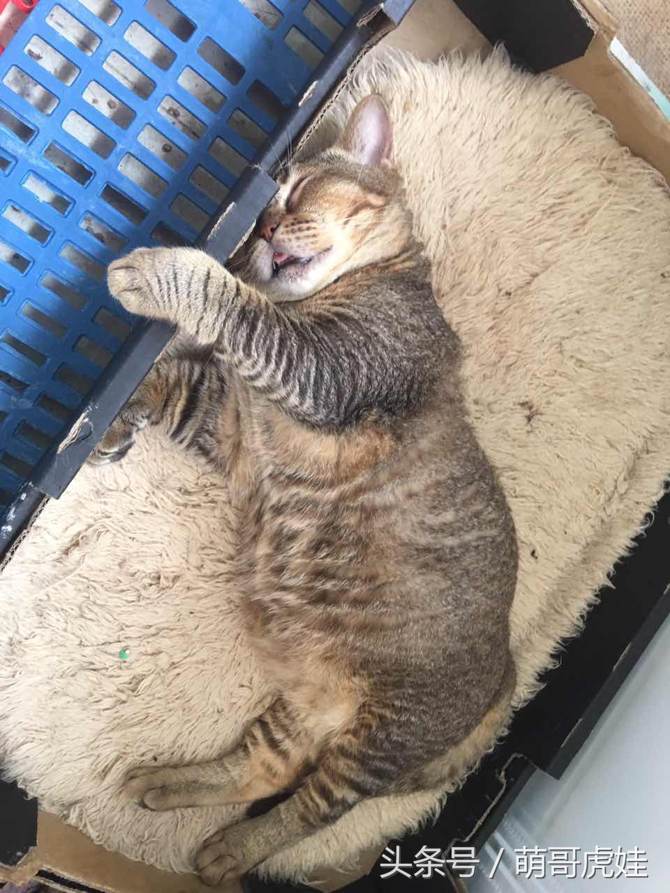 喵星人睡觉懒散,猫咪睡得太死叫不醒正常吗