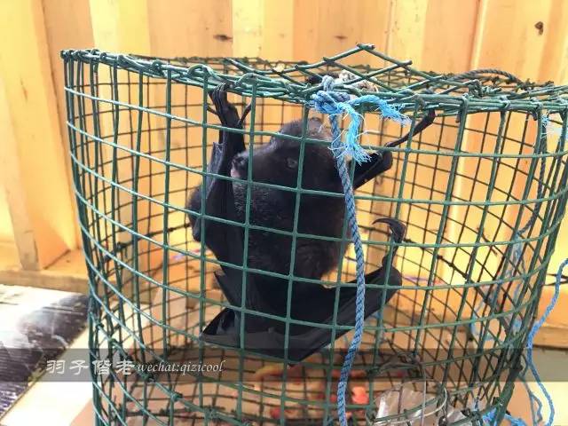 帕劳的旅游时长是多少,帕劳旅游找哪个旅行社