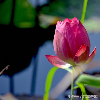 体验镜头,腾龙70-300mm镜头多少钱