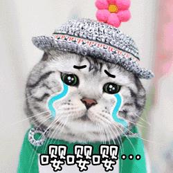 成都流浪猫割双眼皮后的图片,给流浪猫割双眼皮