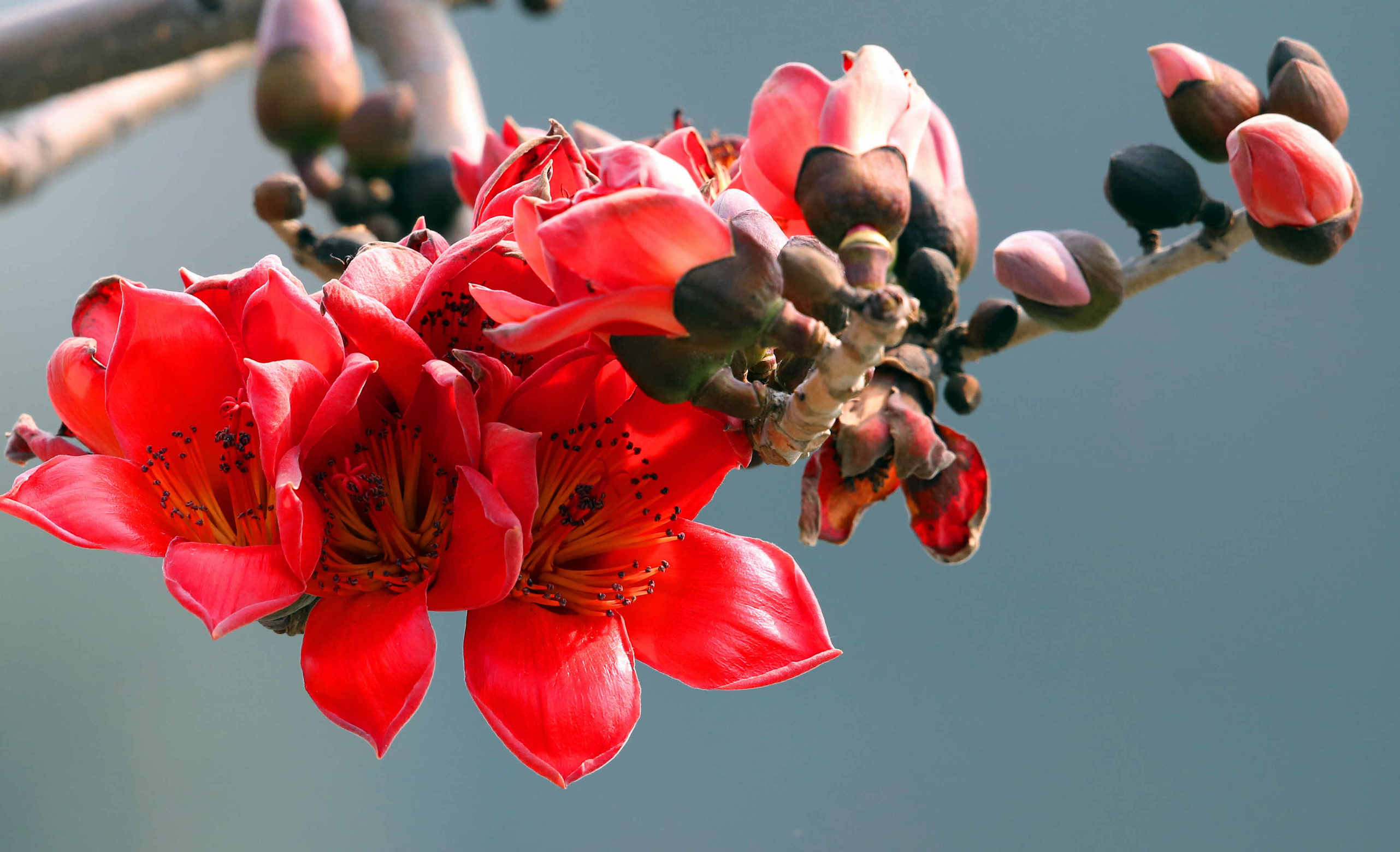 向日葵花语红玫瑰花语,蓝色妖姬的花语与红玫瑰花语