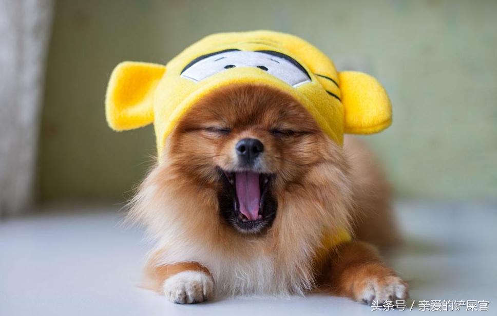 狗狗消瘦的最佳治疗方法,狗狗消瘦还掉毛是什么原因