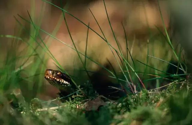 有勇有谋能力超强的生肖男,感情稳定喜事不断的生肖