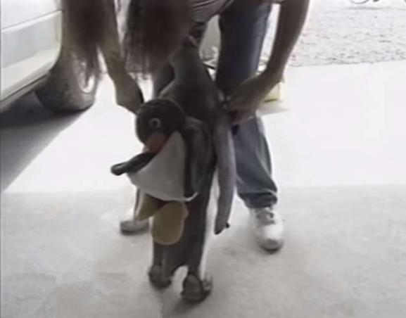 企鹅为什么喜欢吃鱼还喜欢游泳,企鹅自己背着书包去商店买鱼