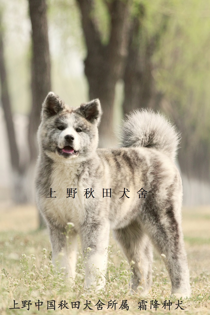 老婆不让养狗养些啥好,老婆不让养鸟