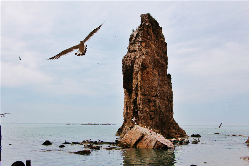 探海外仙境海驴岛,寻找海鸥王国的故事