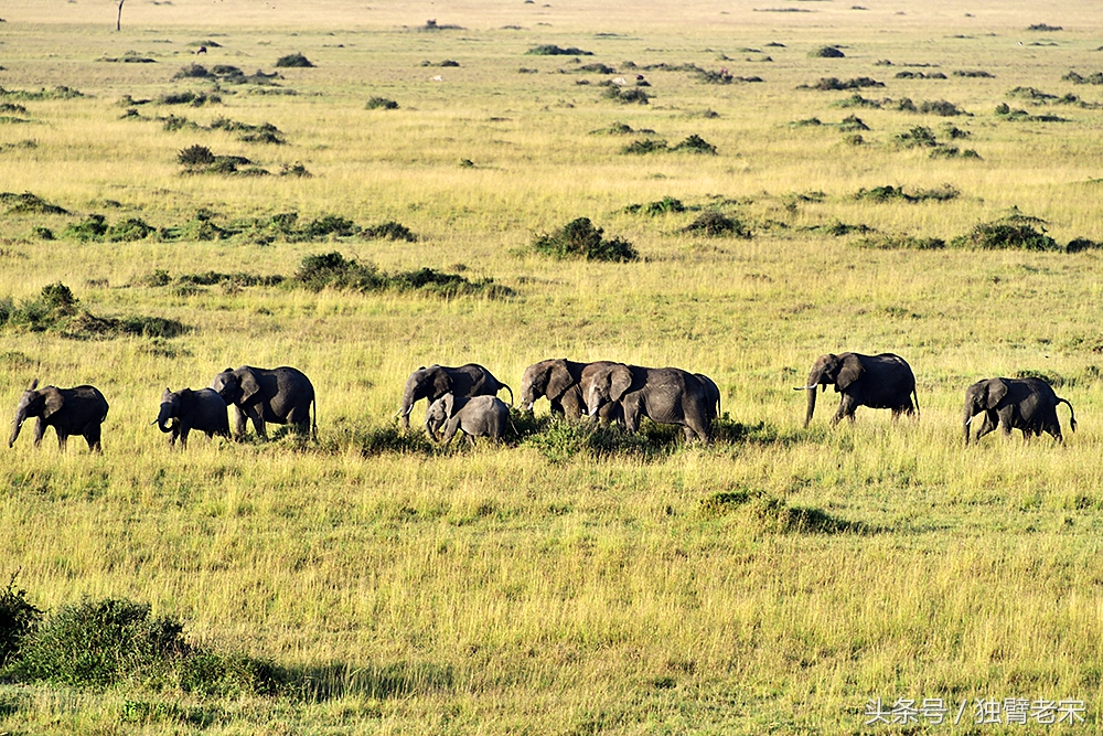 肯尼亚动物大迁徙旅游,肯尼亚迁徙之旅