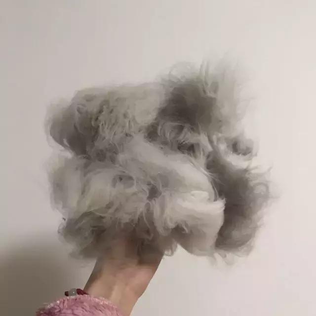 最好用的猫咪梳毛神器,贝壳梳猫咪推荐