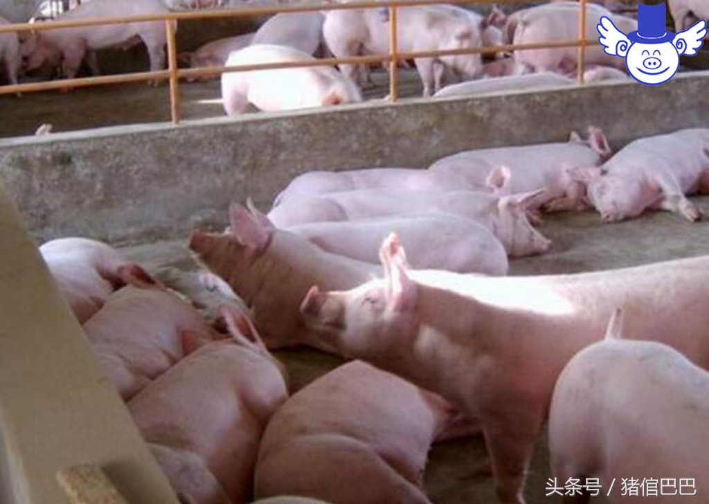 如何辨别猪流感和非瘟,如何辨别猪的病