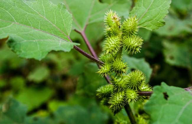 农村常见的中草药功效解说,常见中草药的功效与作用