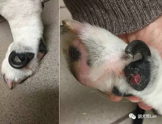 狗狗跛行视频,狗狗跛行多久能好