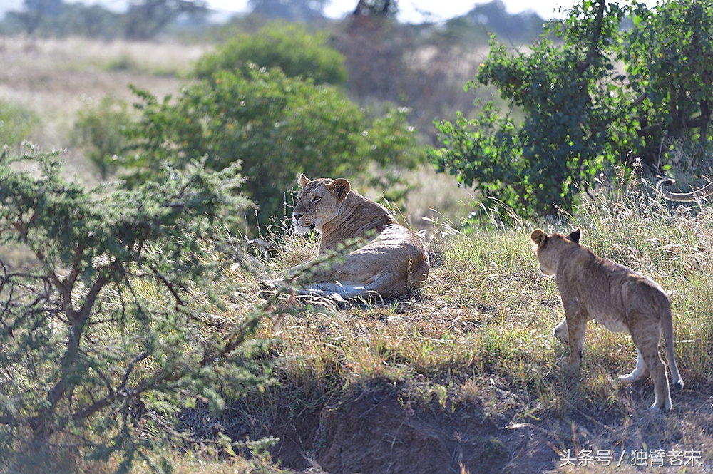 非洲马赛人有多厉害狮子都被吓跑,马赛人手拿一支长矛单挑一头狮子