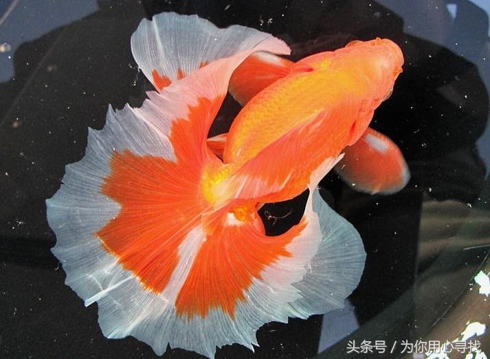 养鱼幽默说说心情,养鱼搞笑朋友圈说说