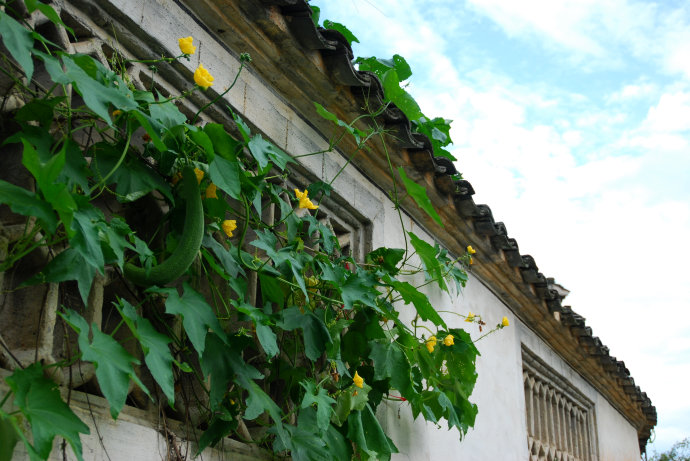 植物美图笔记~各种瓜（葫芦科植物）