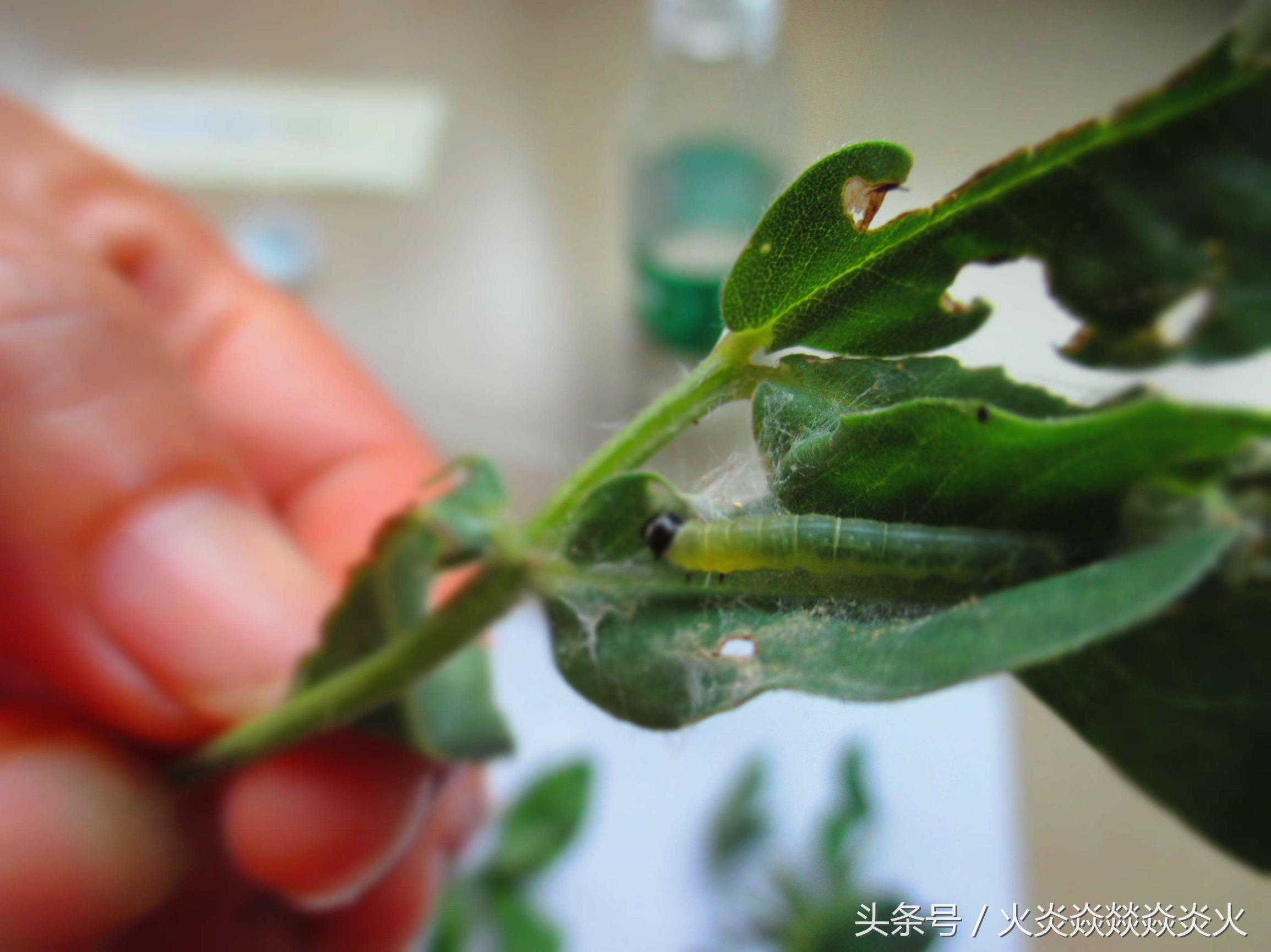 花生地土里的绿色虫子,花生地里面白色的虫子