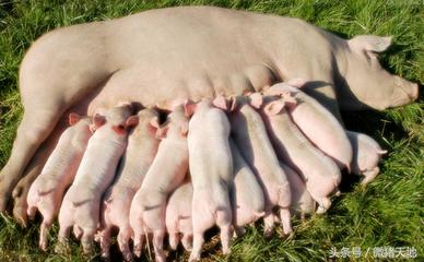 农民学养猪，母猪分娩前110-115天的症状（基础养猪学）