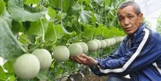 水果千元一个,日本豪华水果大师简直是把钱种在水果上