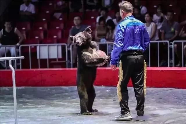 实探冰雪武汉,大马戏武汉市
