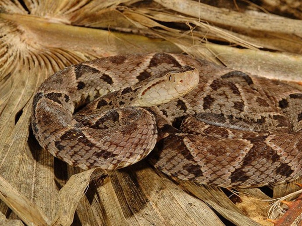 在山里被毒蛇咬了怎么处理,被毒蛇咬了最有效的自救方法