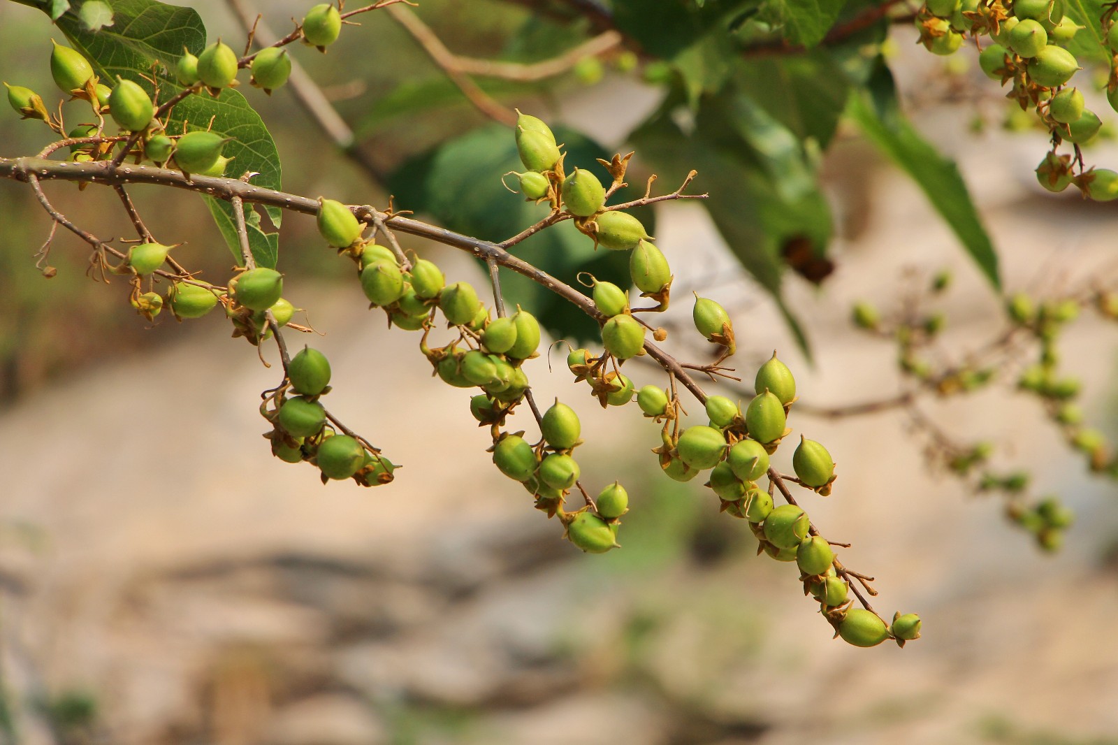 青山绿水间自由的飞翔,青山绿水放飞心情拥抱大自然