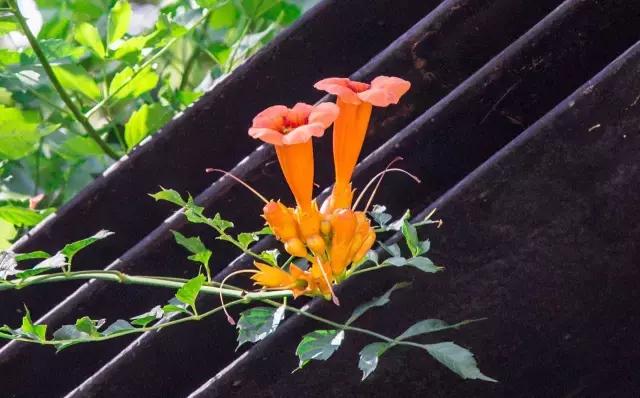 高温下的上海城市,上海40度以上高温