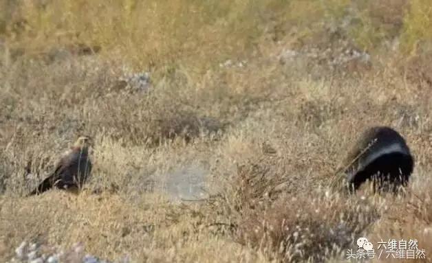 蜜獾敢不敢和老虎单挑,蜜獾为什么敢挑战比它大的动物