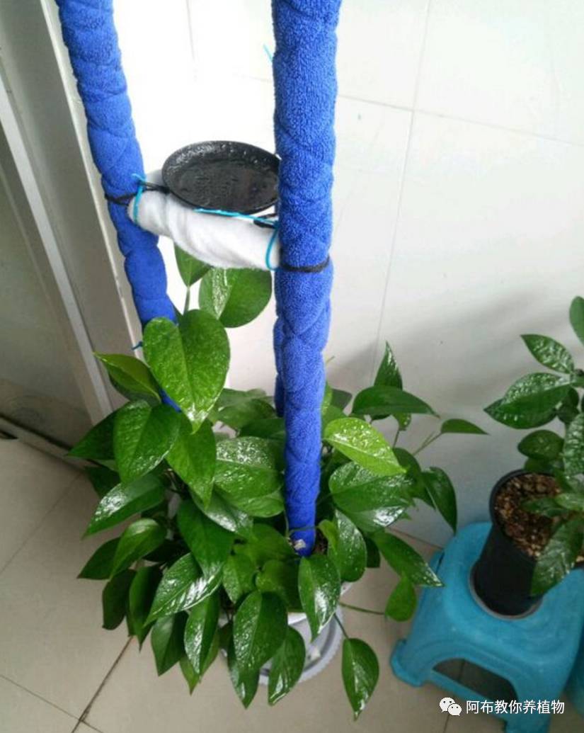 一个鸡蛋就可以让绿萝疯长,让绿萝长得快的方法有哪些