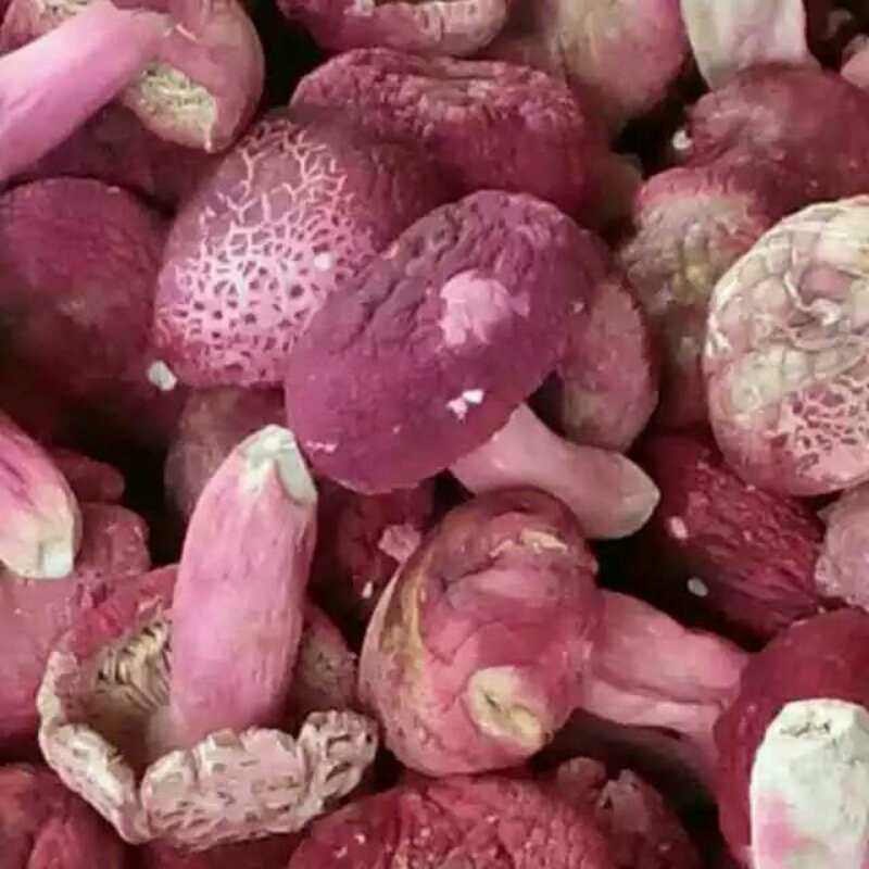 菌菇价格多少钱一斤,市场上的菌菇有几种最畅销