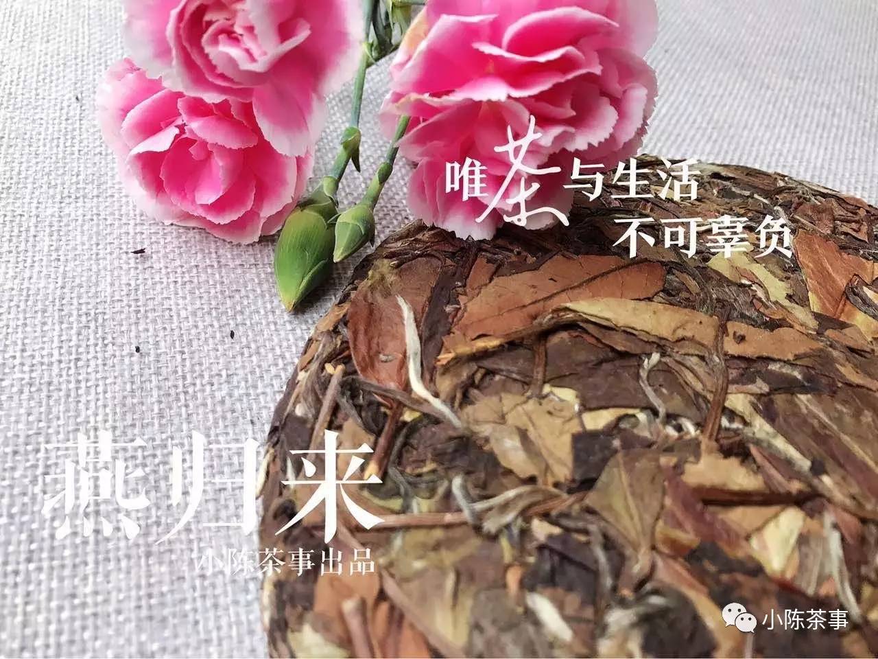 真正的白茶大师是什么样的?