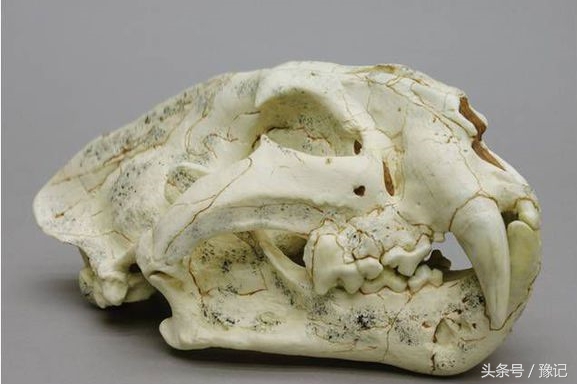 古中华虎从河南走向世界，今天的河南还有野生虎吗？