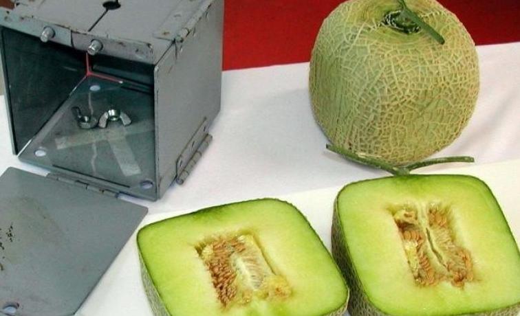 水果千元一个,日本豪华水果大师简直是把钱种在水果上