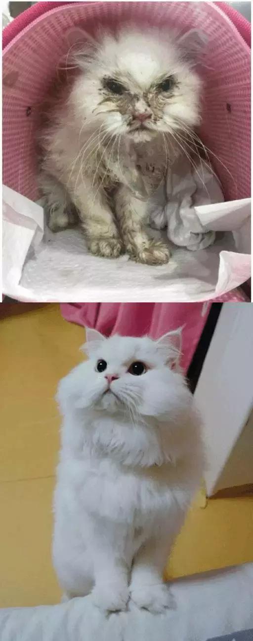 给流浪猫割双眼皮,成都流浪猫手术