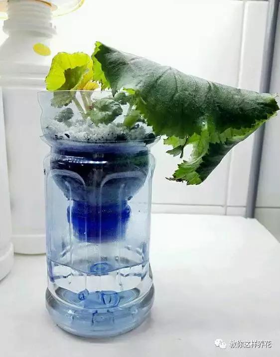 海棠到冬天叶片都掉光了,海棠到夏天就落叶